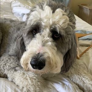 Meet your Posher, Paula